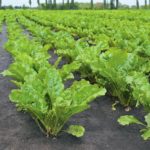 В Топчихинском районе внедряют новую технологию при посеве сахарной свеклы