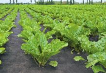 В Топчихинском районе внедряют новую технологию при посеве сахарной свеклы