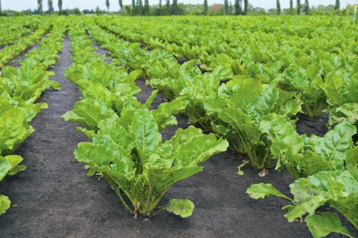 сахарная свекла