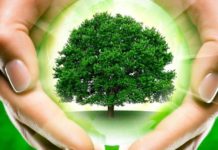 Около 184 миллионов рублей выделено Алтайскому краю на реализацию регионального проекта «Сохранение лесов» в 2022 году