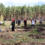10 тысяч деревьев за один рабочий день высадили представители пяти организаций Алтайского края