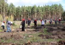 10 тысяч деревьев за один рабочий день высадили представители пяти организаций Алтайского края