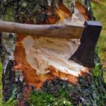 За незаконную вырубку лесных насаждений предусмотрена административная и уголовная ответственность