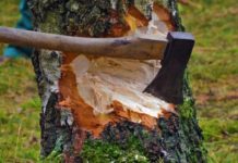 За незаконную вырубку лесных насаждений предусмотрена административная и уголовная ответственность