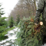 За незаконную вырубку лесных насаждений предусмотрена административная и уголовная ответственность