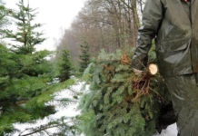 За незаконную вырубку лесных насаждений предусмотрена административная и уголовная ответственность
