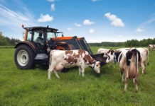 Аграрии Алтайского края получат гранты на развитие животноводческих ферм