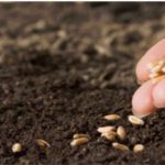 ВНИМАНИЮ СЕЛЬХОЗПРОИЗВОДИТЕЛЕЙ: УПРАВЛЕНИЕ НАПОМИНАЕТ О НЕОБХОДИМОСТИ ИЗВЕЩЕНИЯ РОССЕЛЬХОЗНАДЗОРА О ВВОЗЕ ИМПОРТНОГО СЕМЕННОГО И ПОСАДОЧНОГО МАТЕРИАЛА