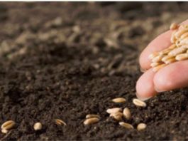 ВНИМАНИЮ СЕЛЬХОЗПРОИЗВОДИТЕЛЕЙ: УПРАВЛЕНИЕ НАПОМИНАЕТ О НЕОБХОДИМОСТИ ИЗВЕЩЕНИЯ РОССЕЛЬХОЗНАДЗОРА О ВВОЗЕ ИМПОРТНОГО СЕМЕННОГО И ПОСАДОЧНОГО МАТЕРИАЛА