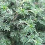 ВНИМАНИЕ! КАРАНТИННЫЙ СОРНЯК!