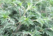 ВНИМАНИЕ! КАРАНТИННЫЙ СОРНЯК!