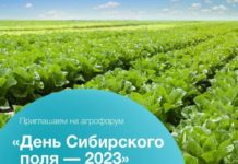 В рамках агрофорума «День сибирского поля-2023» проведут выставку племенных сельхозживотных