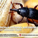 Широкохоботный амбарный долгоносик – опасный карантинный вредитель хлебных запасов!