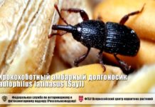 Широкохоботный амбарный долгоносик – опасный карантинный вредитель хлебных запасов!