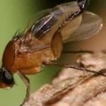 Маленькая, но очень опасная!