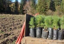 Весной в Алтайском крае проведут работы по лесовосстановлению на площади около 1600 гектаров