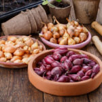 КАК ВЫБРАТЬ КАЧЕСТВЕННЫЙ ЛУК-СЕВОК ДЛЯ БОГАТОГО УРОЖАЯ