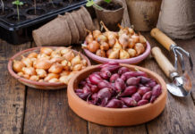 КАК ВЫБРАТЬ КАЧЕСТВЕННЫЙ ЛУК-СЕВОК ДЛЯ БОГАТОГО УРОЖАЯ