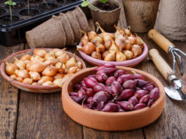 КАК ВЫБРАТЬ КАЧЕСТВЕННЫЙ ЛУК-СЕВОК ДЛЯ БОГАТОГО УРОЖАЯ