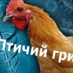 Грипп птиц