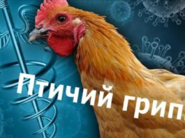 Грипп птиц
