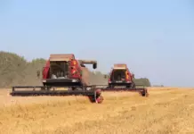 Алтайские аграрии намолотили более 2 миллионов тонн зерна