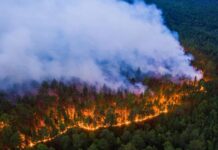 В Алтайском крае в 2024 году зафиксировано наименьшее число лесных пожаров за последние 70 лет