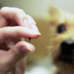 График чипирования собак