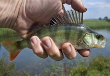 Нерестовый запрет на ловлю рыбы начал действовать в Алтайском крае